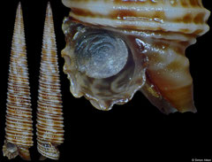 Viriola sp. (V. corrugata 'complex') (Philippines, 14,7mm)