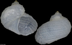 Vanikoridae sp. (Pacific Mexico, 3,7mm)