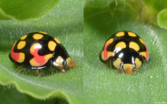 Ladybird (Cheilomenes sulphurea), Fianarantsoa, Madagascar