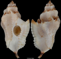 Typhina carolskoglundae (Pacific Panama, 22,3mm)