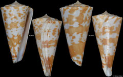 Conus sculletti (Queensland, Australia, 42,4mm, 44,6mm)