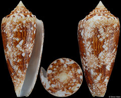 Conus tagaroae (Philippines, 50,9mm)