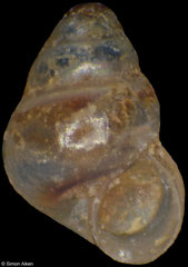 Lucidestea mundula (Philippines, 1,2mm) F++ €2.50 (specimens for sale are 1.1-1.4mm and are of the same quality as the specimen illustrated)