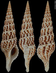 Purpuraturris tanyspira (Tanzania, 92,5mm)