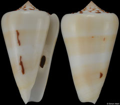 Conus leehmani (Laccadive Islands, 54,2mm)