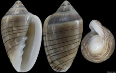 Marginella spiralineata (South Africa, 23,8mm)