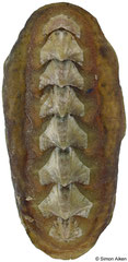 Pseudotonicia cuneata (New Zealand, 33,7mm)