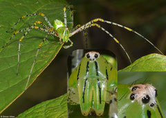 Green lynx spider (Peucetia viridans), Lakxao, Bolikhamsai Province, Laos