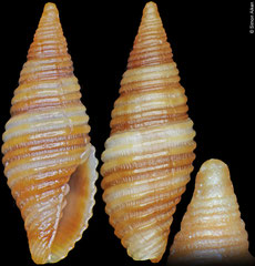Pseudonebularia atjehensis (Philippines, 10mm)