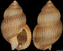 Nassarius agapetus (Philippines, 4,4mm) F+++ €2.50 (specimens for sale are 3-4mm and are of the same quality as the specimen illustrated)