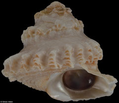 Astralium rotularium (Western Australia, 37,2mm) F++ €15.00 (specimens for sale are 36-37mm and are of the same quality as the specimen illustrated)