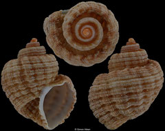 Trigonostoma semidisjunctum (South Africa, 21,6mm)