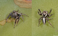 Jumping spider (Salticidae sp.), Ifaty-Mangily, Madagascar