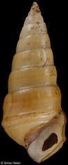Pleurocera acuta (Illinois, USA, 31,7mm)