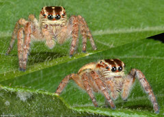 Jumping spider (Macaroeris nidicolens), Bokor Mountain, Cambodia