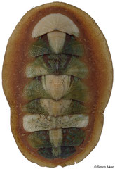 Mopalia swanii (British Columbia, Canada, 34,4mm)