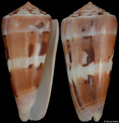 Conus aliwalensis (South Africa, 77,7mm) F+ €100.00