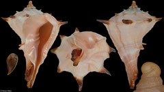 Tudivasum simonaikeni (Tanzania, 54,8mm)