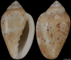 Marginella aikeni (South Africa, 17,5mm)