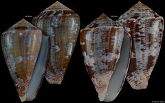 Conus purpurascens (Pacific Panama, 50,0mm, 46,8mm) F++ €7.25