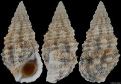 Clypeomorus cf. admirabilis (Queensland, Australia, 28,1mm)