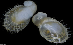 Pilosabia sp. (Pacific Mexico, 1,9mm)