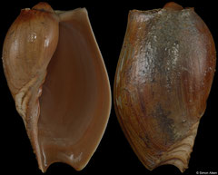 Cymbium pachyus (Cameroon, 83,8mm)