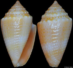 Conus itapua (Brazil, 16,0mm)