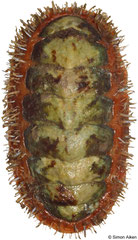 Ceratozona squalida (Caribbean Colombia, 31,2mm)
