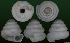 Angustopila sp. nov. (Thailand, 1,1mm) (paratype)