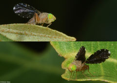 Fruit fly (Tephritidae sp.), Kampot, Cambodia