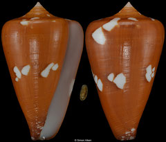Conus thailandis (Thailand, 50,5mm) F+++ €100.00