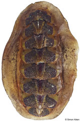 Notoplax rubiginosa (New Zealand, 26,8mm)
