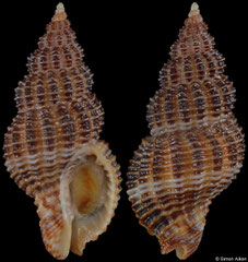 Monostiolum nigricostatum (Pacific Panama, 21,4mm)