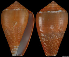Conus catus form 'vezorum' (Madagascar, 35,2mm)