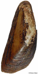 Solenaia triangularis (China, 62mm)