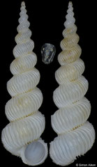 Epitonium bevdeynzerae (Philippines, 15,6mm)