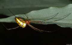 Long-jawed orbweaver (Opadometa fastigata), Balut Island, Philippines