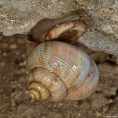 Tropidophora microchasma (Miary, Madagascar)