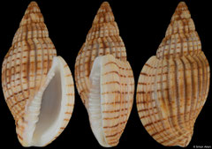 Lyria michardi (Madagascar, 46,4mm)