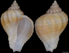 Coralliophila suduirauti (Philippines, 10,5mm)