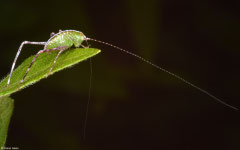 Katydid (Tettigoniidea sp.), Olango Island, Philippines