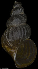 Maackia costata (Lake Baikal, Russia, 7,3mm)