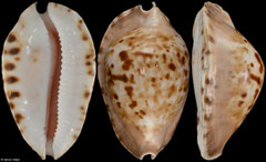 Zoila marginata (Western Australia, 58,6mm)