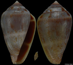 Conus guanche (Canary Islands, 24,4mm) F++ €15.00