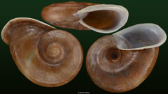 Ampelita capuroni (Madagascar, 59,8mm)