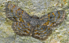 Geometer moth (Geometridae sp.), Lakxao, Bolikhamsai Province, Laos