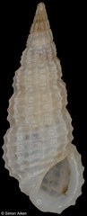 Phosinella sp. (Philippines, 6,9mm) F++ €2.00 (specimens for sale are 6-7mm and are of the same quality as the specimen illustrated)