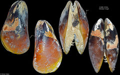 Bathymodiolus platifrons (Okinawa Trough, 59,0mm)