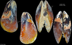 Bathymodiolus platifrons (Okinawa Trough, 59,0mm)